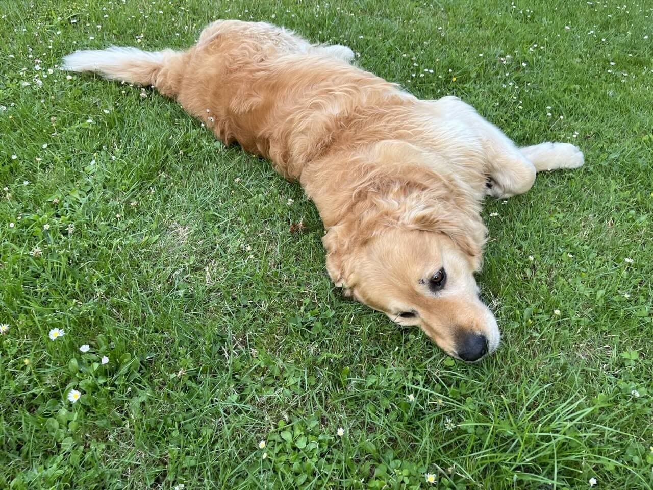 Golden retriever dog