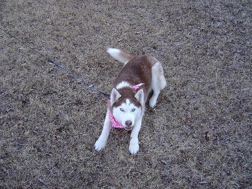 Siberian husky dog