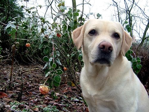 Labrador dog