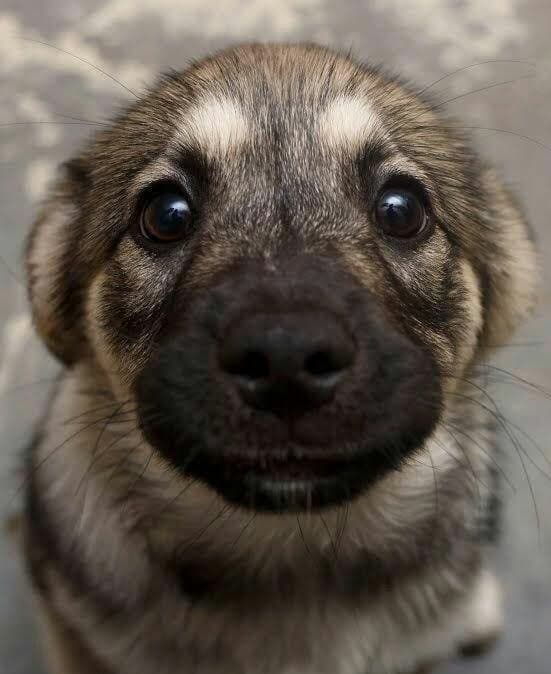 A dog