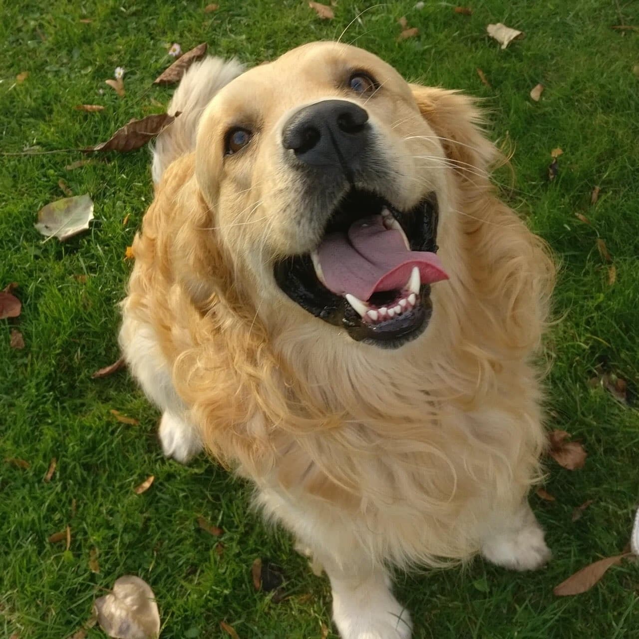 Golden retriever dog